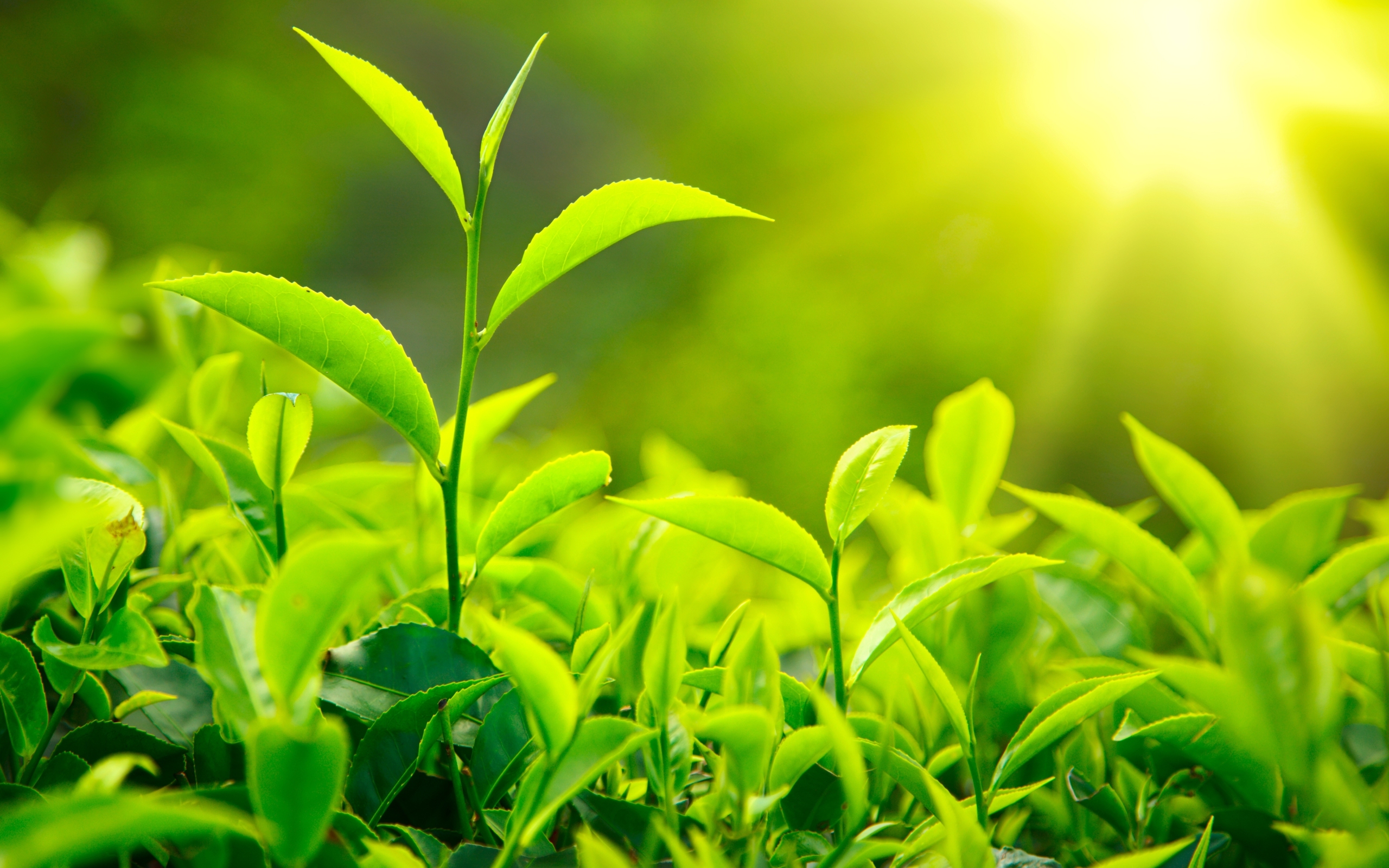 Processing of Tea